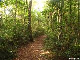 Bosque Guajataca  - ISABELA